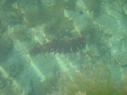 Apostichopus californicus