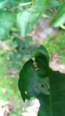 Papilio memnon heronus