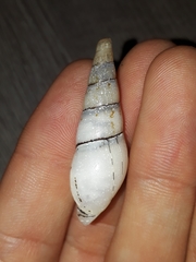 Thiaridae