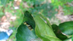 Papilio memnon heronus