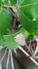 Jamides alecto dromicus