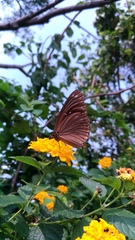 Euploea sylvester swinhoei