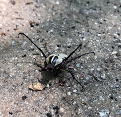 Dicronocephalus adamsi