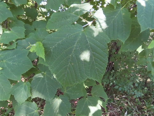 Image of Acer rufinerve by (c) Marco Mussita, some rights reserved (CC BY)