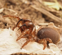 Atypus affinis