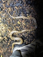 Arizona elegans elegans