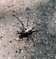 Dicronocephalus adamsi