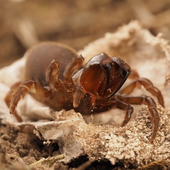 Atypus affinis