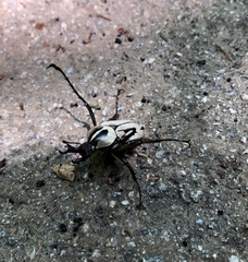 Dicronocephalus adamsi