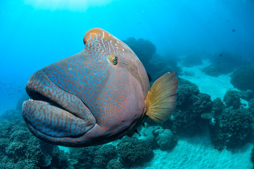 Napoleon Wrasse