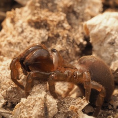 Atypus affinis