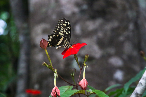 Citrus Swallowtail