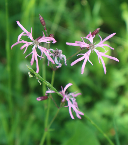 Ragged-robin