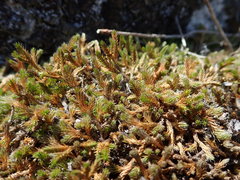 Selaginella wallacei