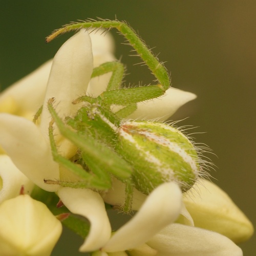 Heriaeus oblongus