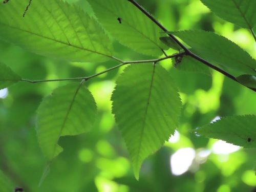 Image of Ostrya japonica by (c) Marco Mussita, some rights reserved (CC BY)