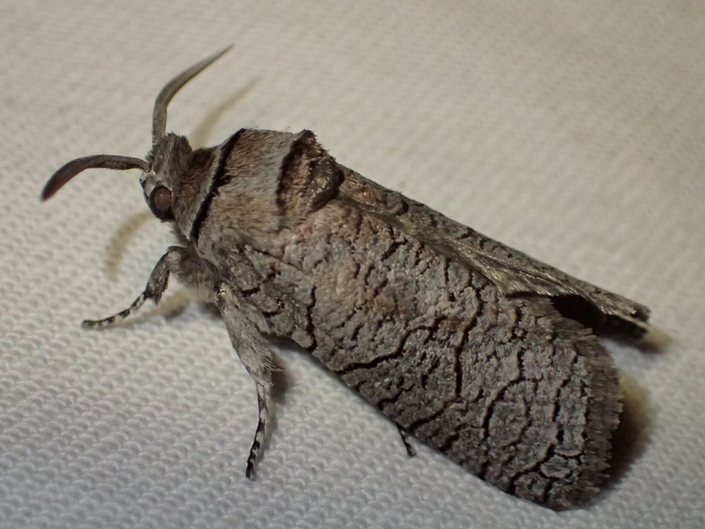 Culama suffusca