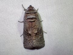Culama suffusca