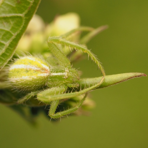 Heriaeus oblongus