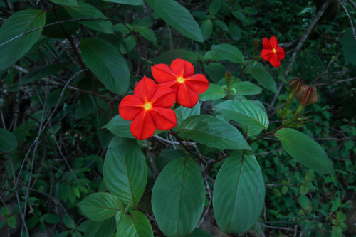 Mussaenda elegans