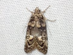 Eulechria callidesma