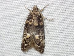 Eulechria callidesma