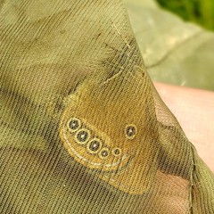 Coenonympha oedippus