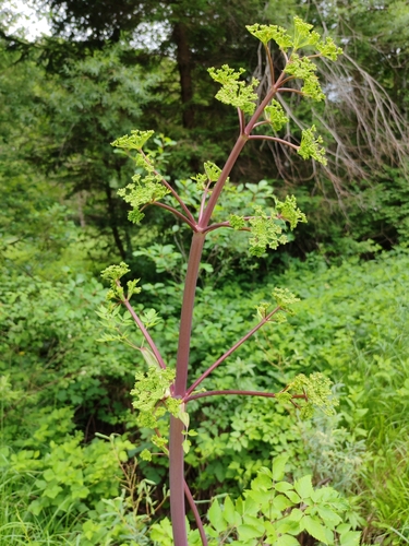 Image of Peucedanum verticillare by (c) Ljaž, some rights reserved (CC BY)