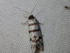 Lepidoscia cataphracta