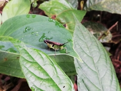 Xiphiola cyanoptera