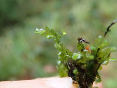 Chiloscyphus polyanthos