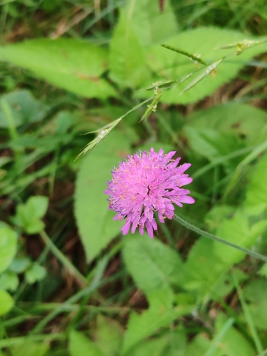 Image of Knautia drymeja by (c) Ljaž, some rights reserved (CC BY)