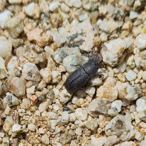 Gonocephalum calcaripes