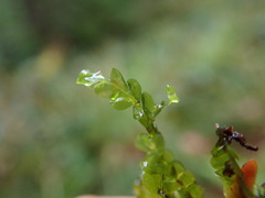 Chiloscyphus polyanthos
