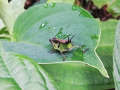 Xiphiola cyanoptera