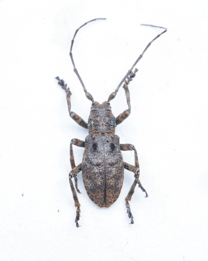 Lamidorcadion