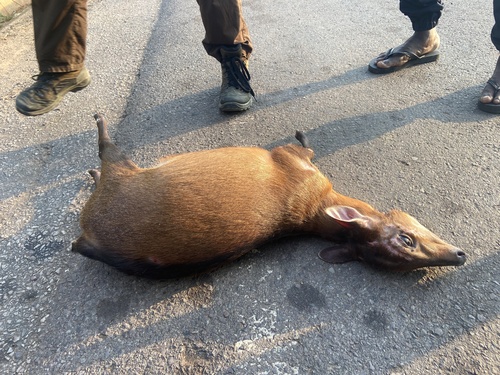 Peters' Duiker