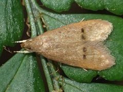 Pholeutis neolecta