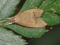 Pholeutis neolecta
