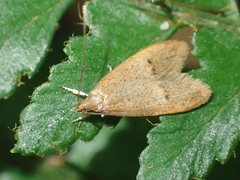 Pholeutis neolecta