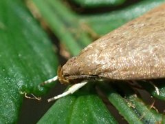 Pholeutis neolecta