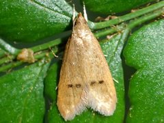 Pholeutis neolecta