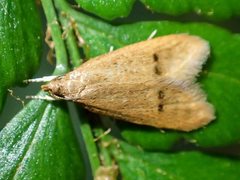 Pholeutis neolecta