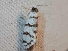 Lepidoscia cataphracta