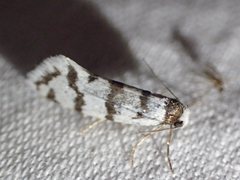 Lepidoscia cataphracta