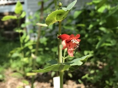 Penstemon murrayanus