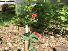 Penstemon murrayanus