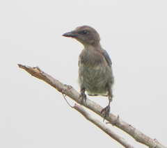 Aphelocoma coerulescens