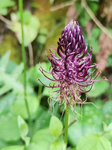 Image of Phyteuma ovatum by (c) Ljaž, some rights reserved (CC BY)
