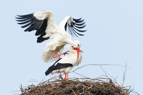 White Stork, photo 10 of 10